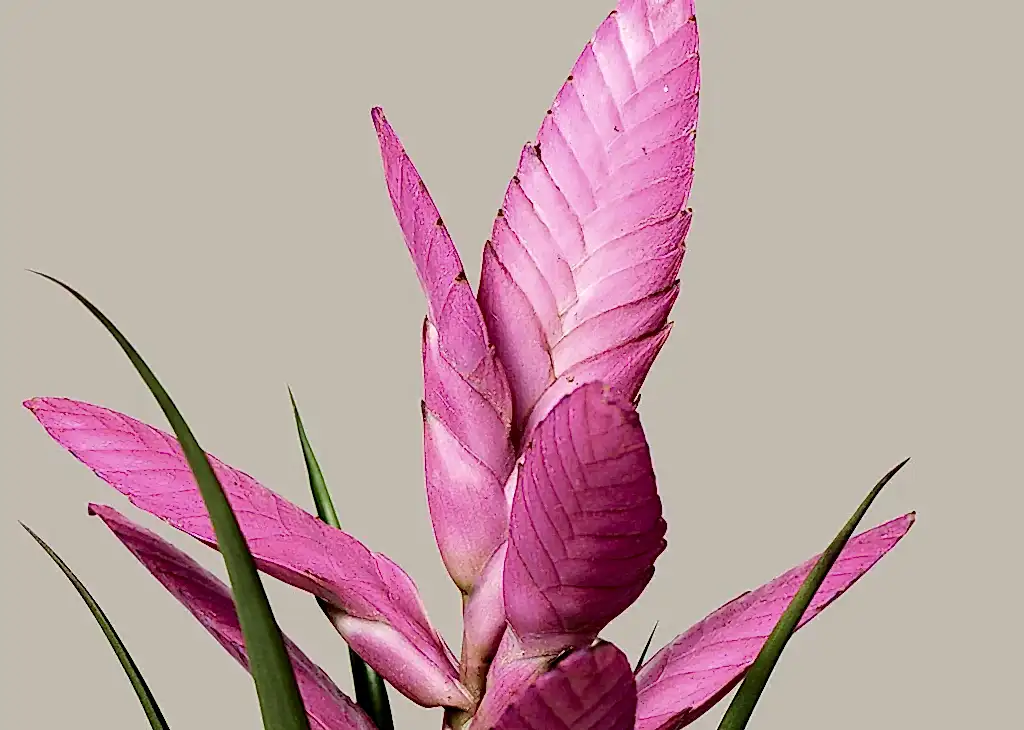 Bromeliad Antonio Pink