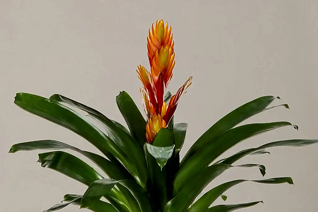 Bromeliad Vriesea Intenso Orange