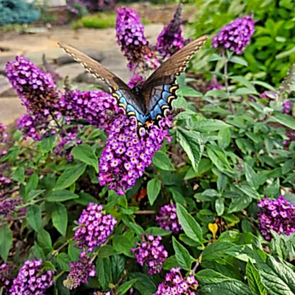 Blueberry Pie™ Butterfly Bush