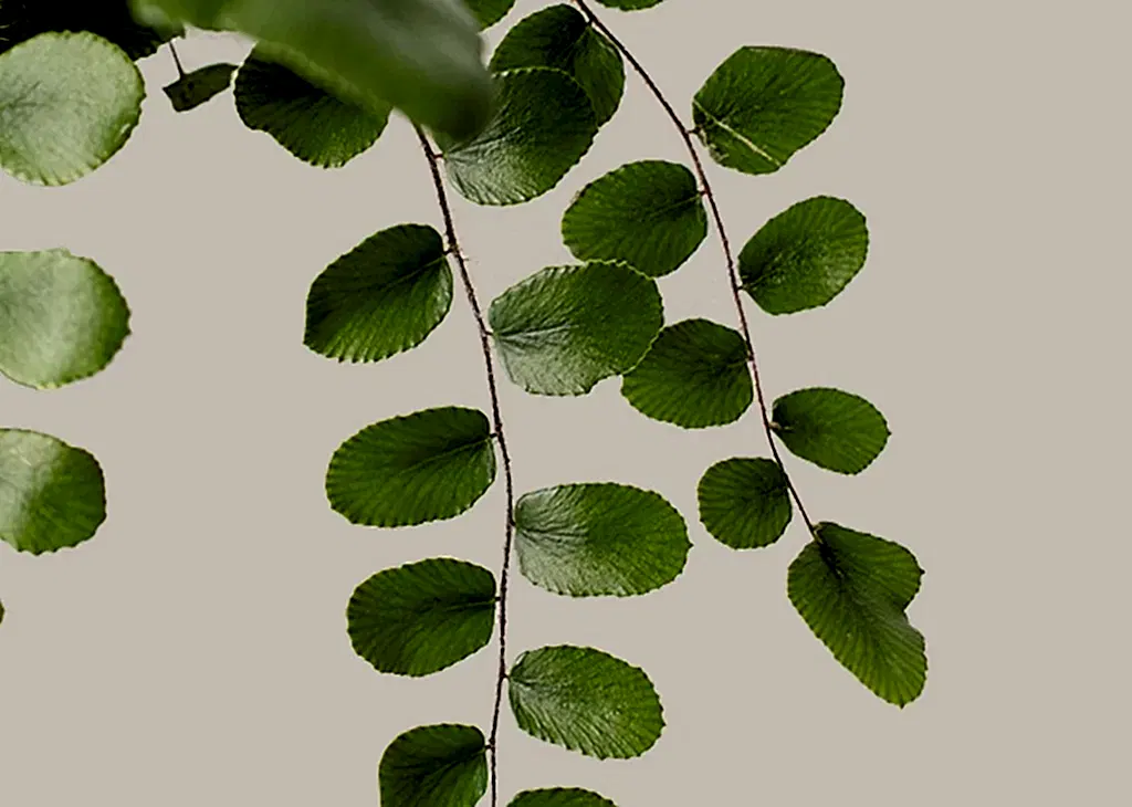 Button Fern