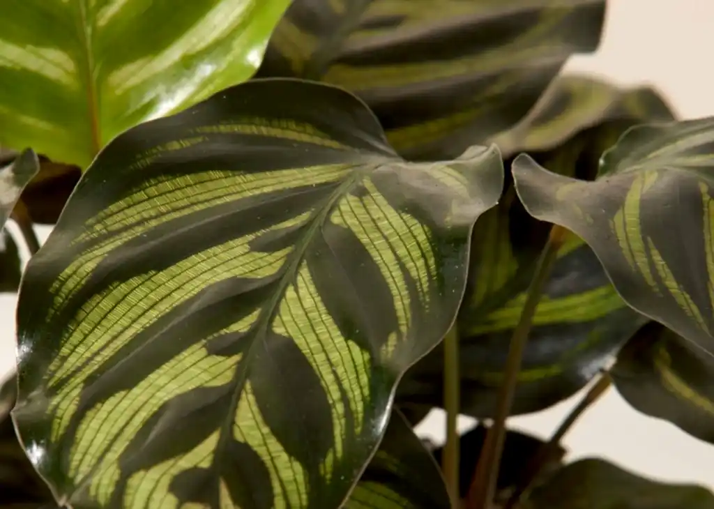 Calathea