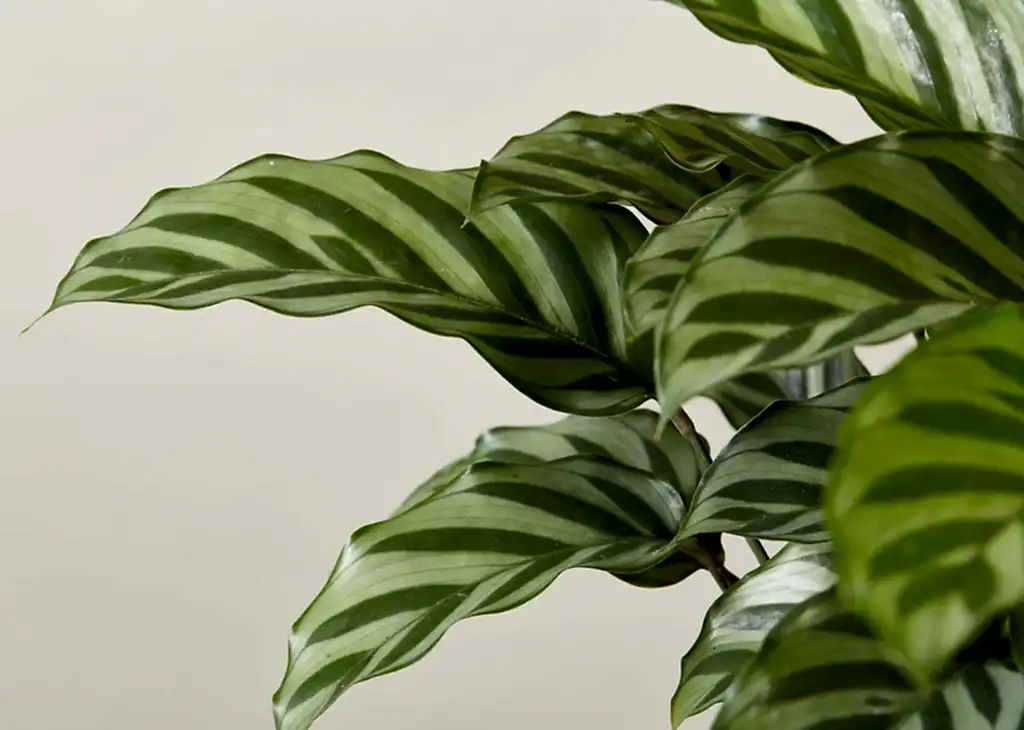 Calathea Freddie
