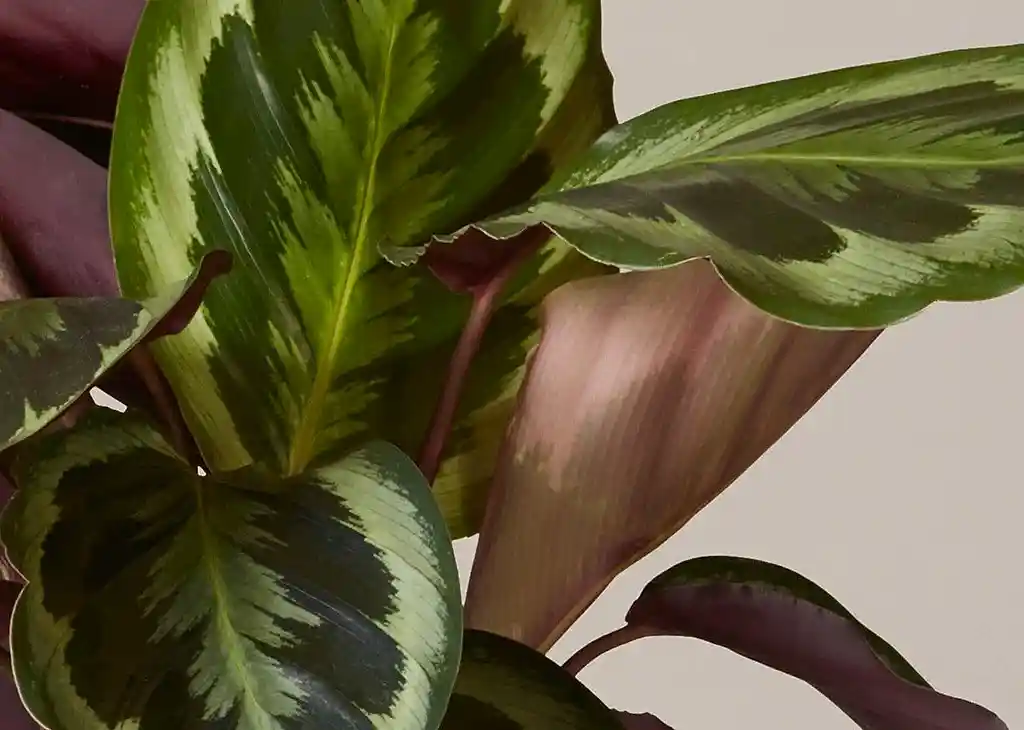 Calathea Medallion