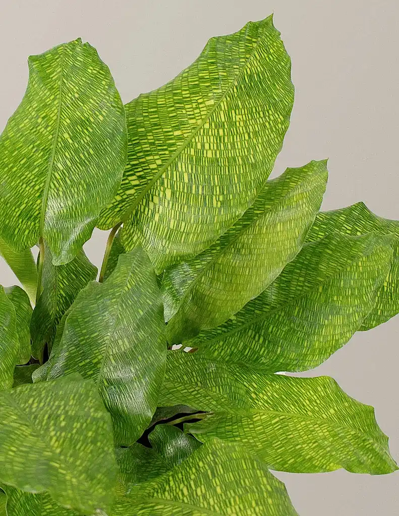 Calathea Musaica