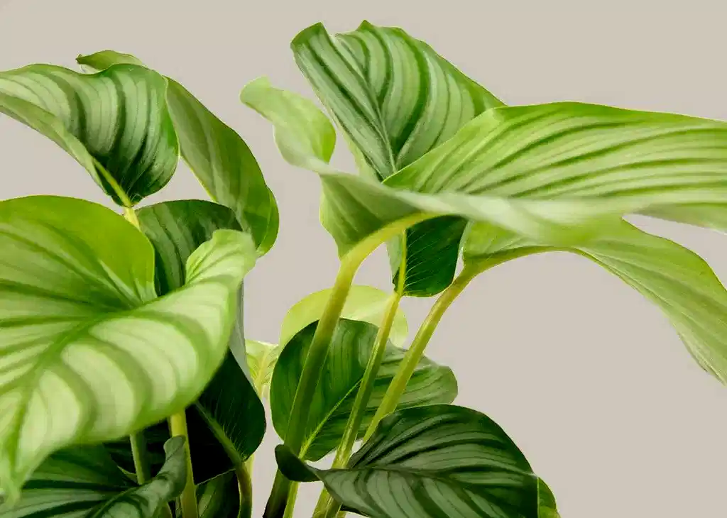 Calathea Orbifolia