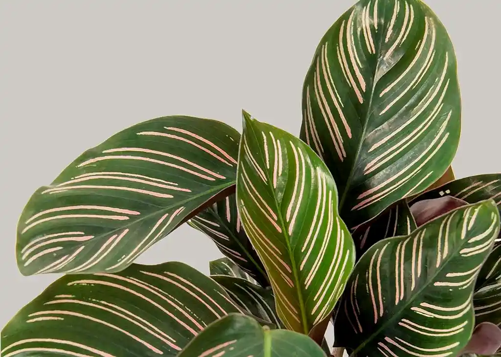 Calathea Ornata