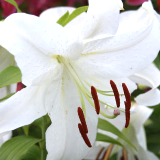 Casa Blanca Oriental Lily Bulbs