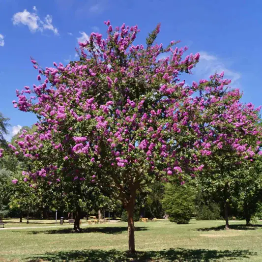Catawba Crapemyrtle