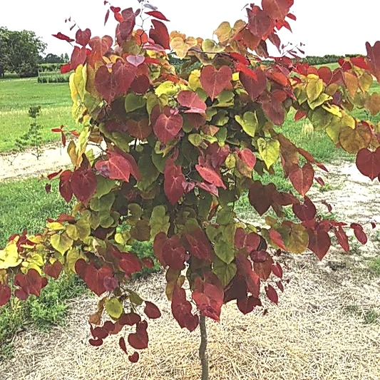 Flame Thrower® Redbud Tree