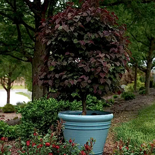 Garden Gems® Amethyst Redbud