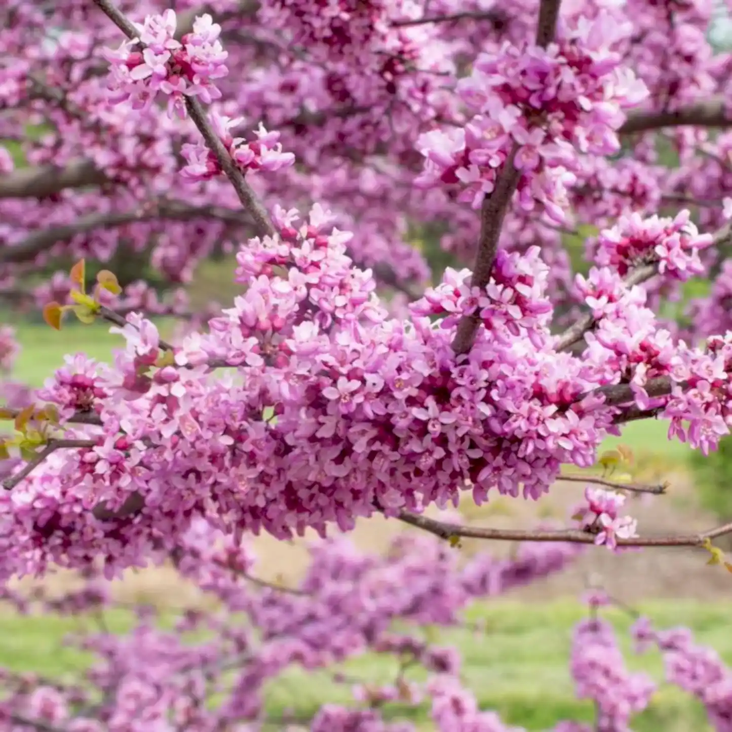 Garden Gems® Emerald Redbud