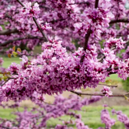 Garden Gems® Emerald Redbud
