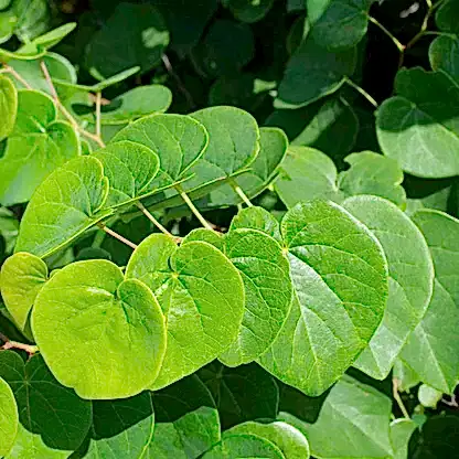 Garden Gems® Emerald Redbud