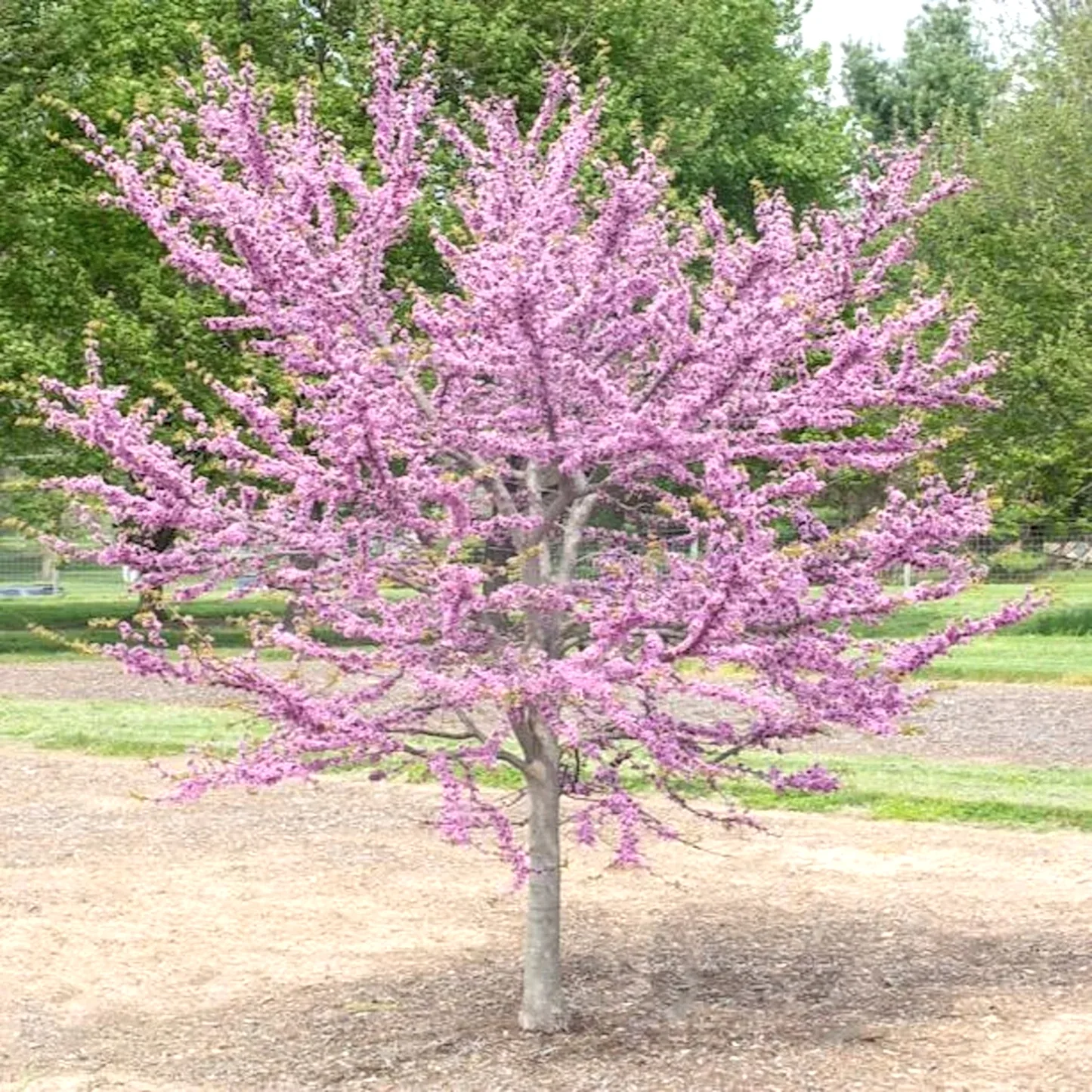 Garden Gems® Emerald Redbud