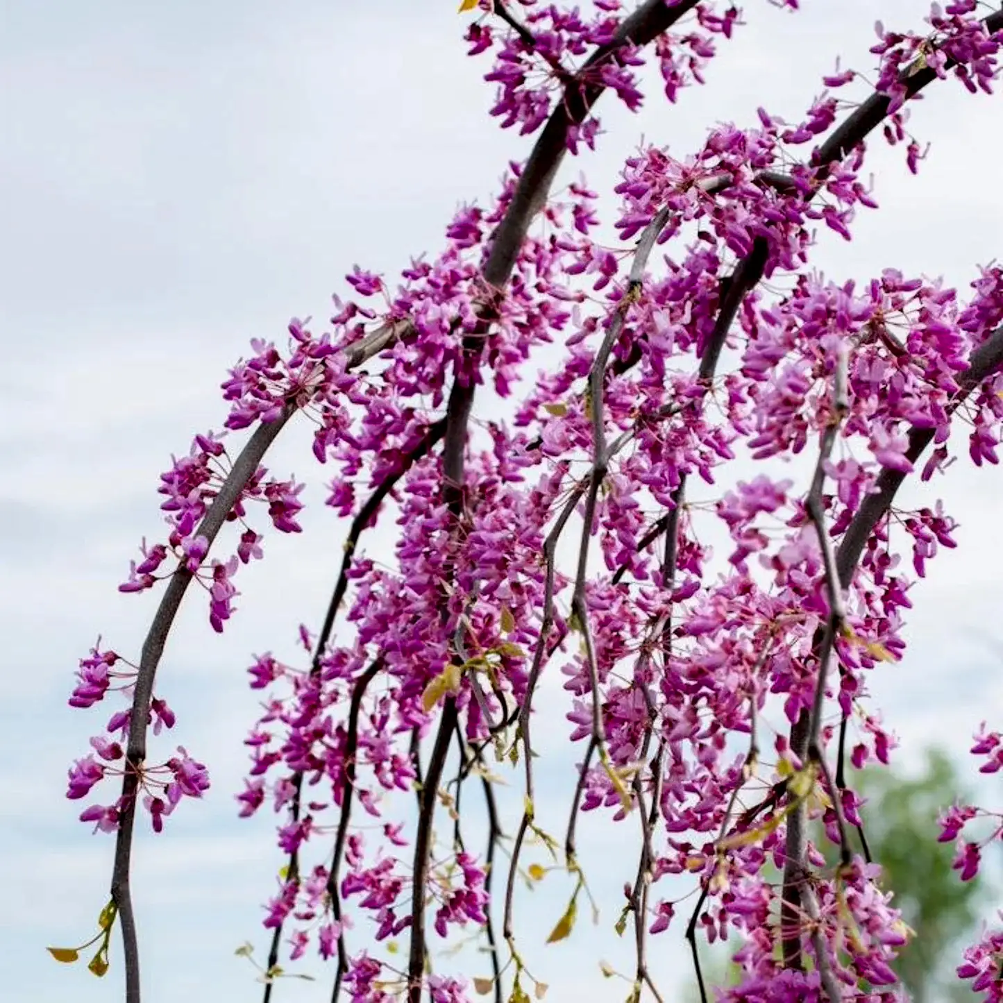 Golden Falls® Redbud Tree