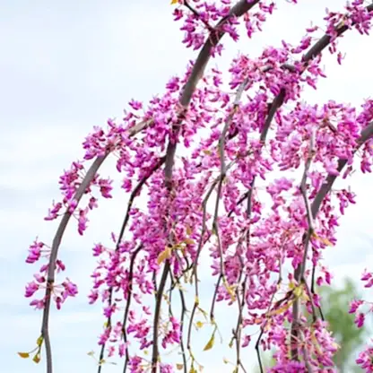 Golden Falls® Redbud Tree