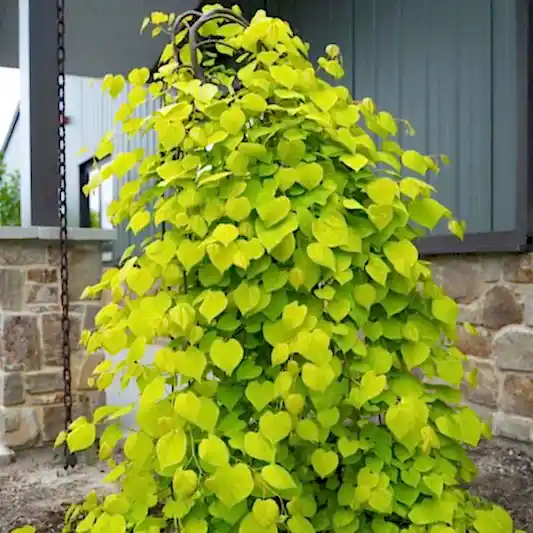 Golden Falls® Redbud Tree