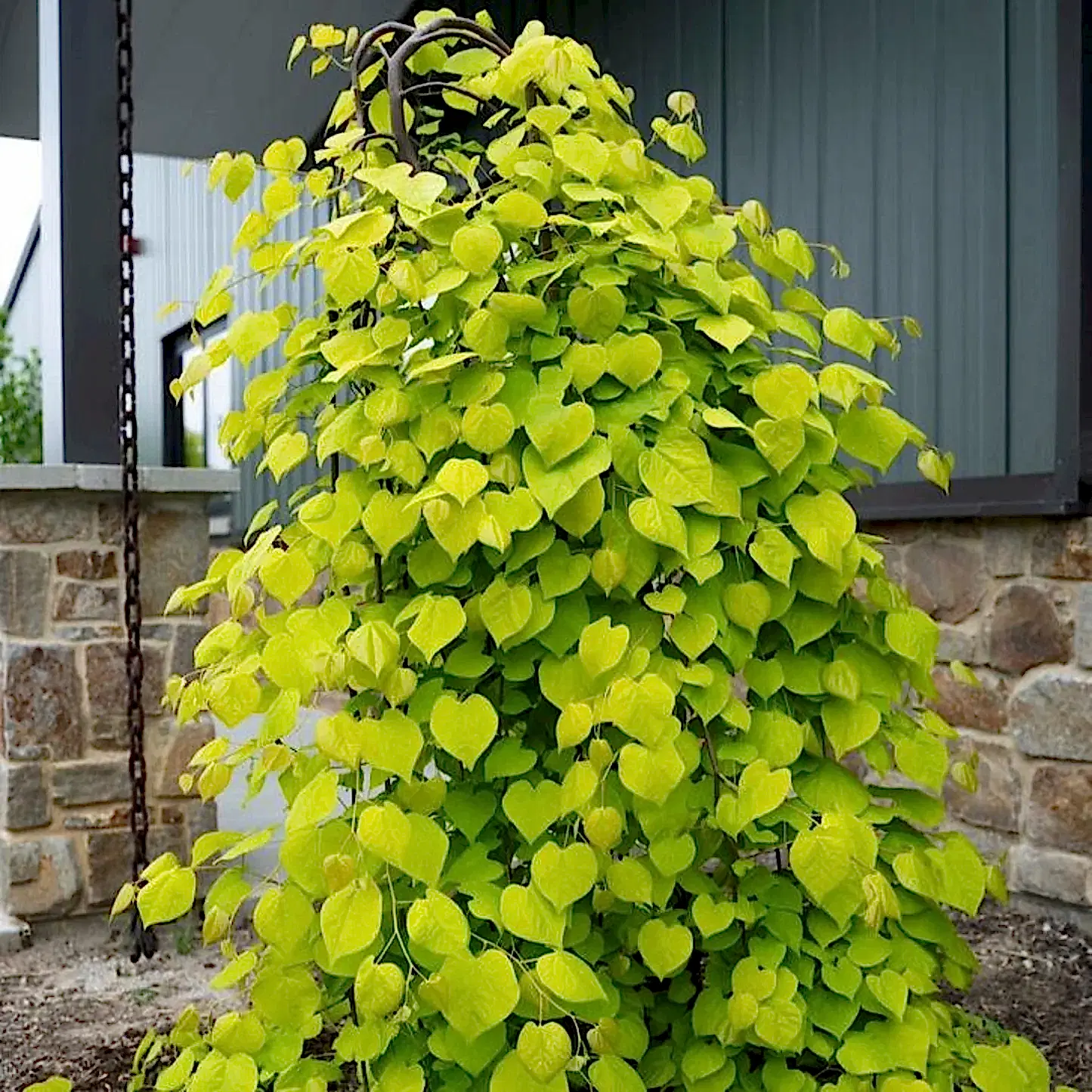 Golden Falls® Redbud Tree