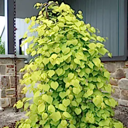Golden Falls® Redbud Tree