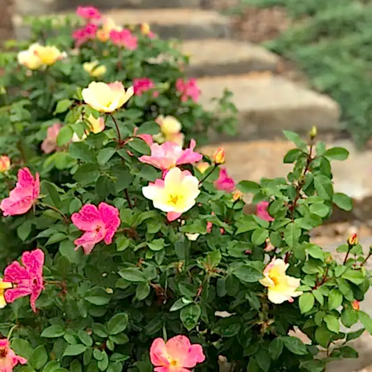 The Champion™ Sunblush Rose