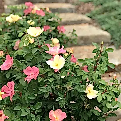 The Champion™ Sunblush Rose