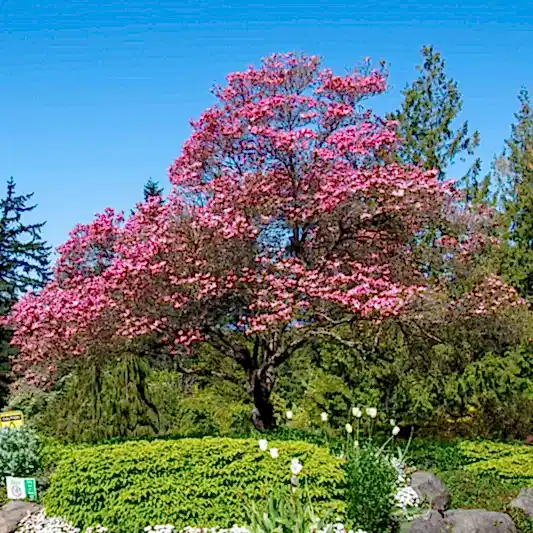 Cherokee Chief Pink Dogwood