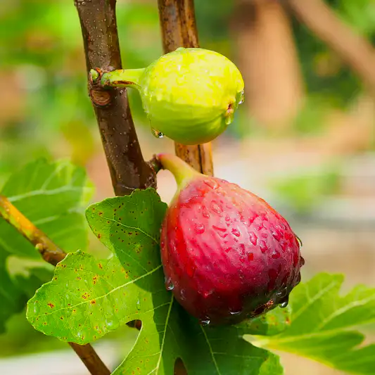 Chicago Hardy Fig Tree