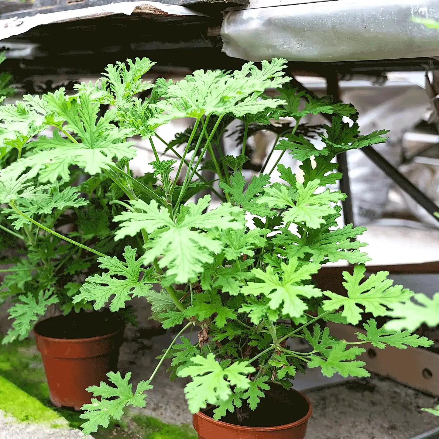 Citronella Bush
