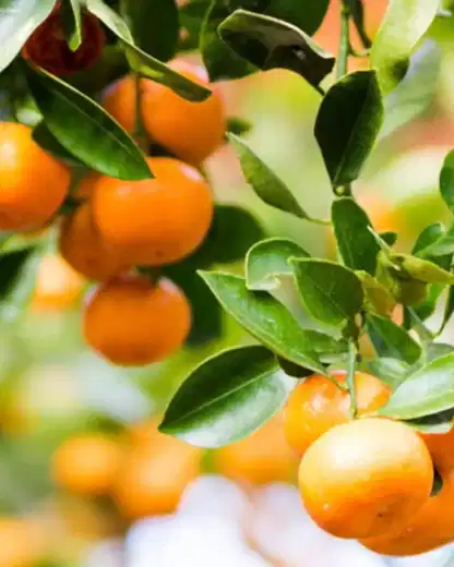 Clementine Mandarin Tree