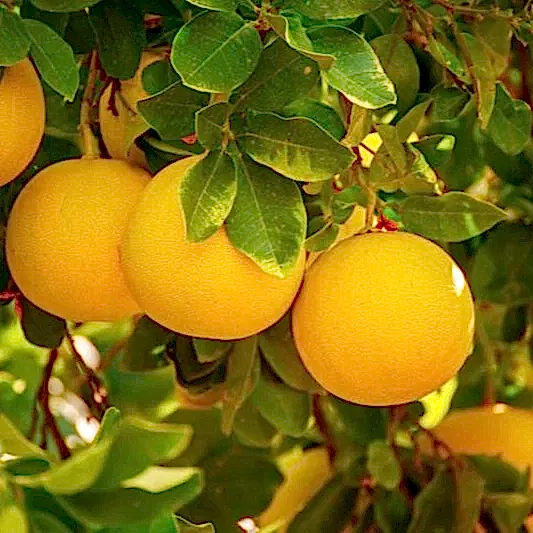 Cocktail Semi-Dwarf Grapefruit Tree
