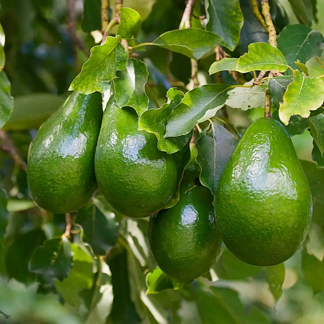 Cold Hardy Avocado Tree