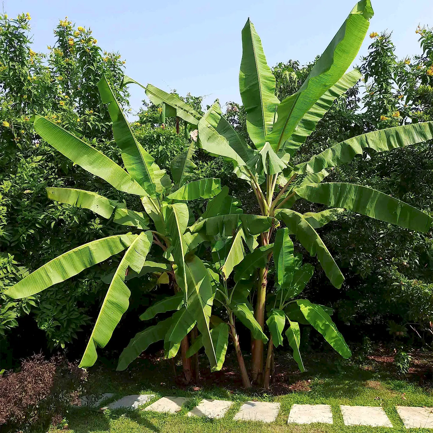 Cold Hardy Banana Tree