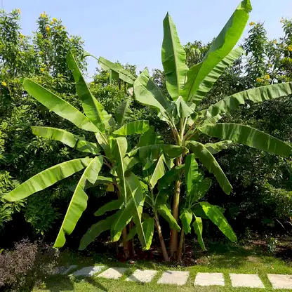 Cold Hardy Banana Tree