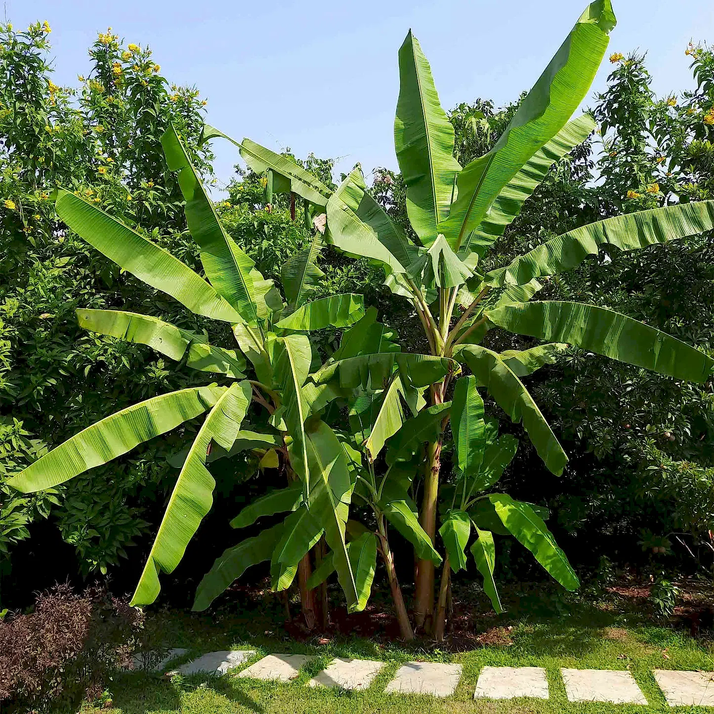 Cold Hardy Banana Tree