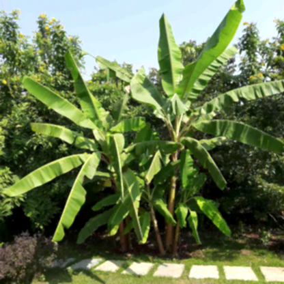 Cold Hardy Banana Tree