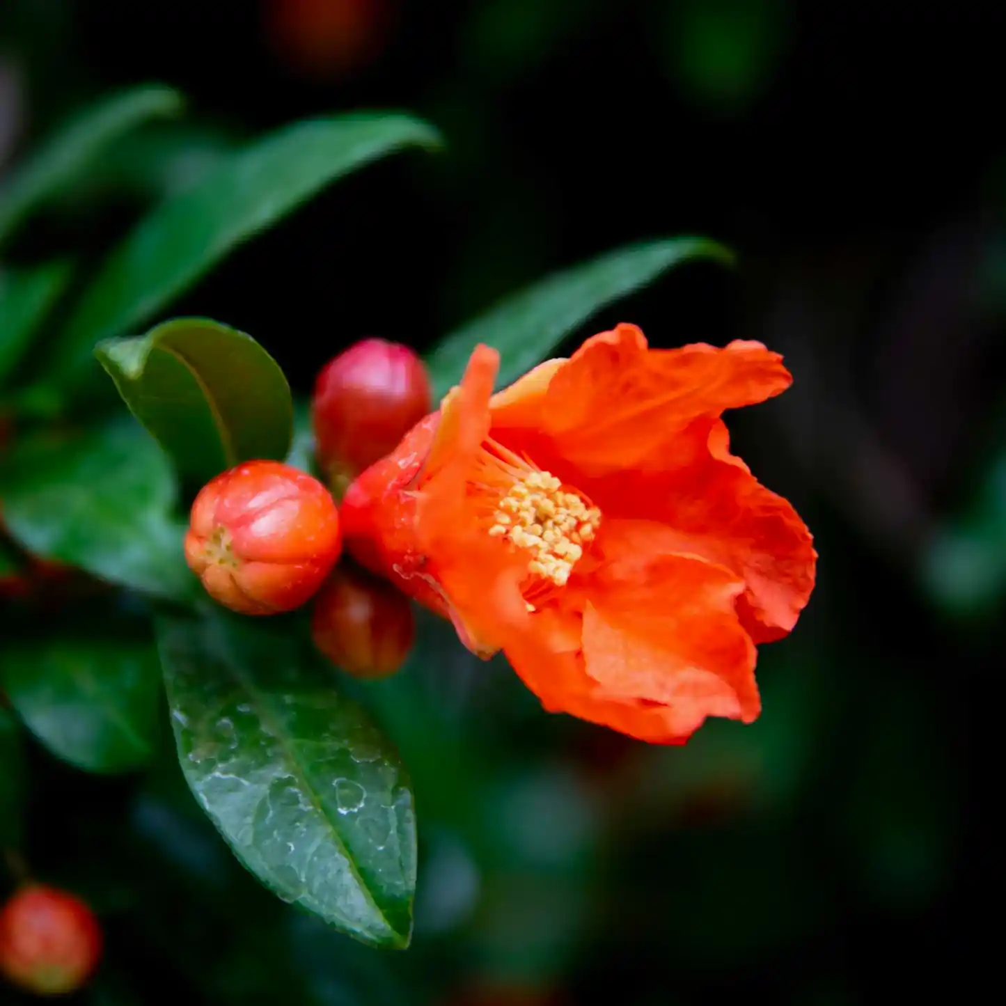Cold Hardy Red Pomegranate