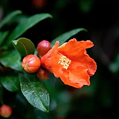 Cold Hardy Red Pomegranate
