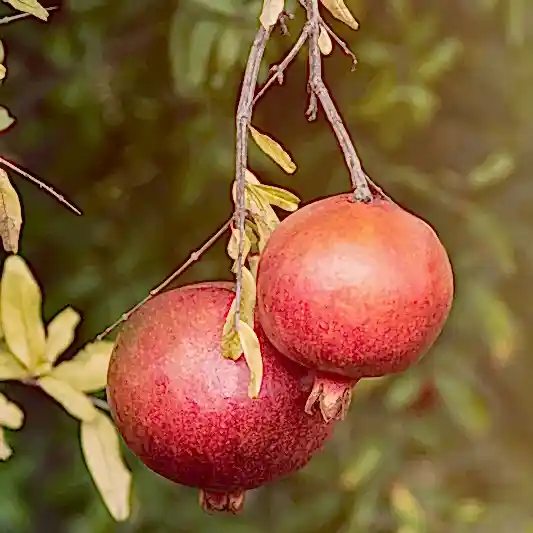 Cold Hardy Red Pomegranate