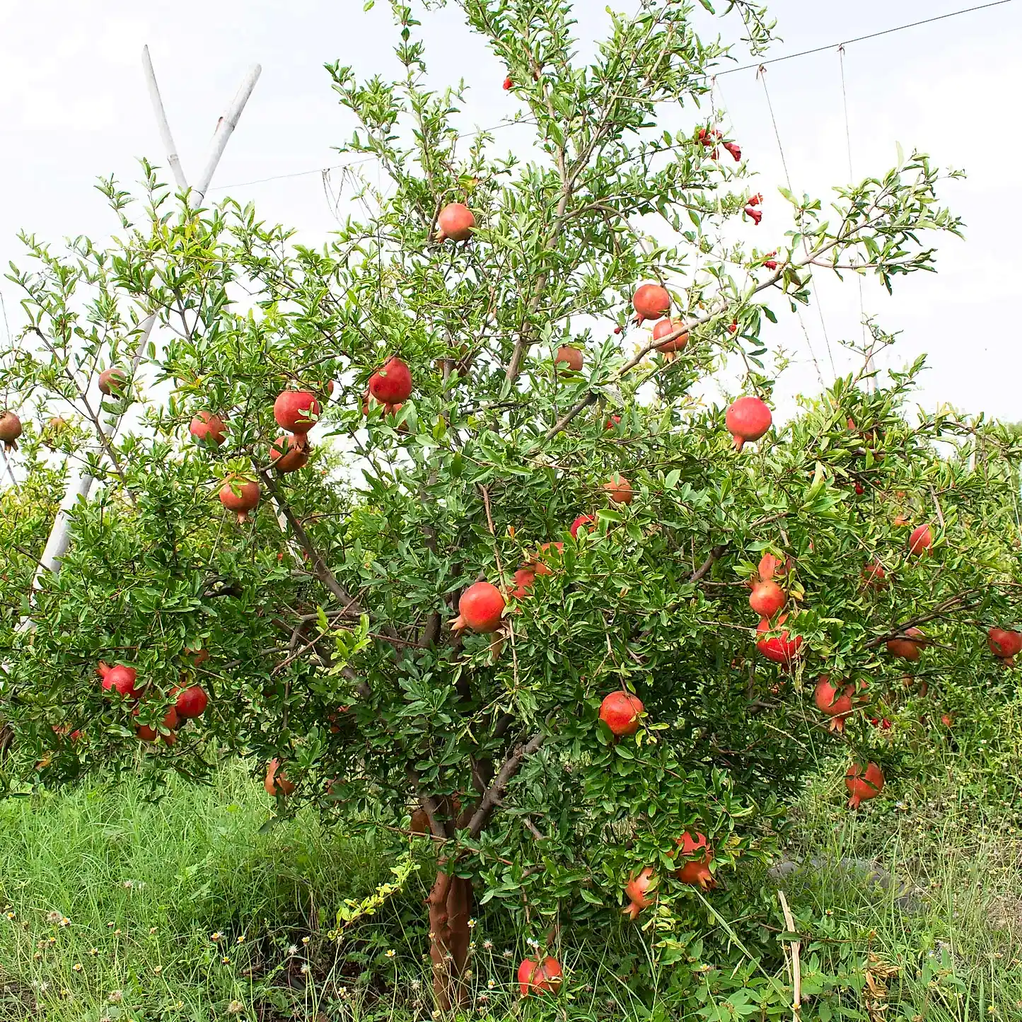 Cold Hardy Red Pomegranate