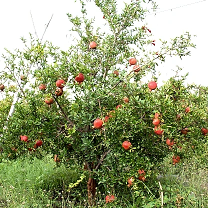Cold Hardy Red Pomegranate