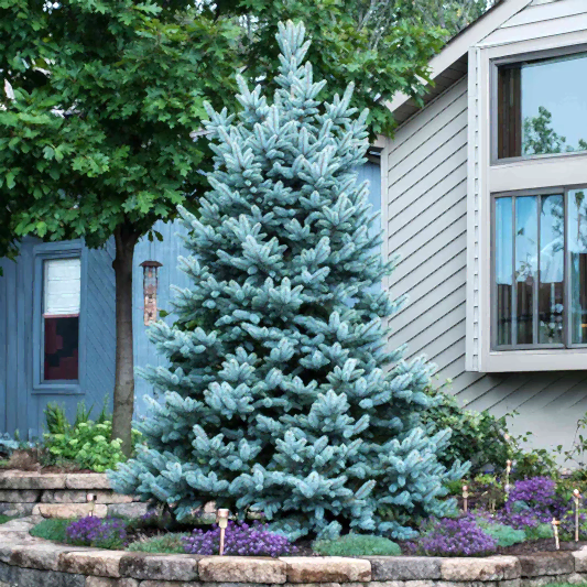 Colorado Blue Spruce