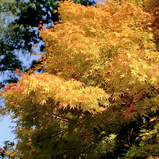 Coral Bark Japanese Maple Tree