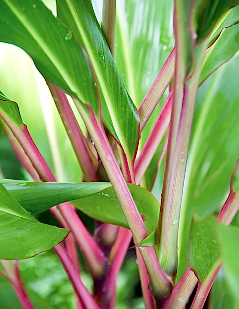 Cordyline Pink Diamond