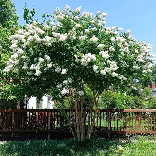 Natchez Crapemyrtle
