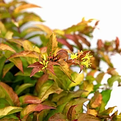 Firefly® Honeysuckle Bush