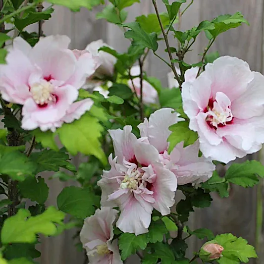 Double Pink Rose of Sharon Tree