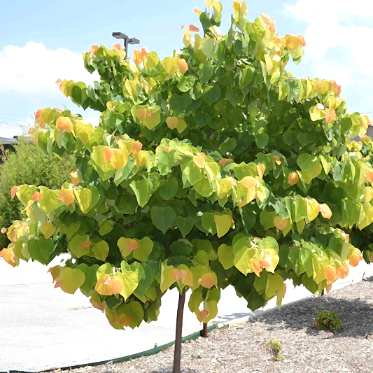 The Rising Sun® Redbud