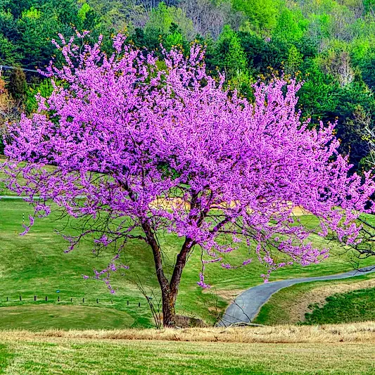 Eastern Redbud