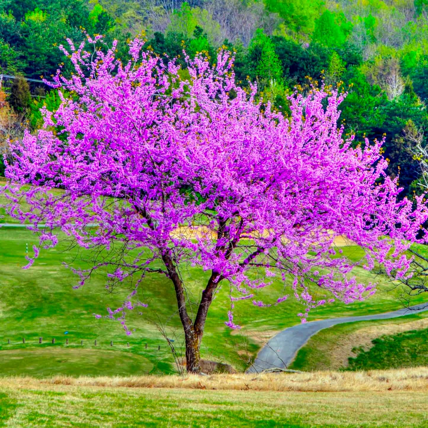 Eastern Redbud