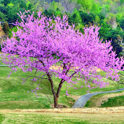 Eastern Redbud
